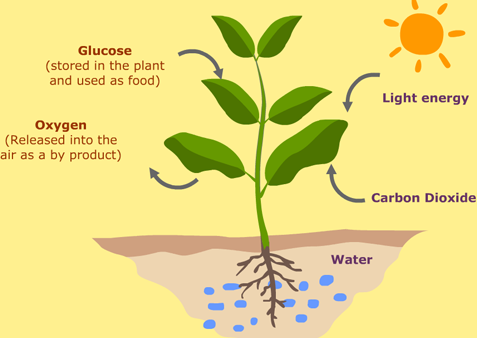 Fotosintesis hanya terjadi pada bagian tumbuhan yang mengandung