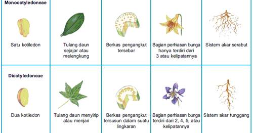 Jelaskan perbedaan tipe jaringan pengangkut pada tanaman dikotil dan monokotil